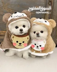  1 Lovely Pomeranian puppies