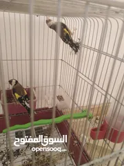  3 جوز حسون ترابي  للبيع