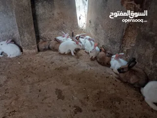 1 ارانب للبيع فرنسي وبلدي