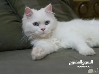  3 مطلوب قط صغير عمر أقل من شهرين يفضل تبني
