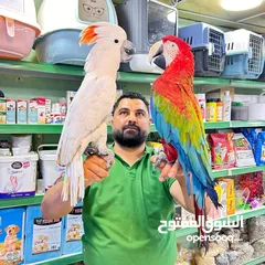  3 بفضل الله متاح ببغاء كاسكو متكلم اليف مع الصغير قبل الكبير