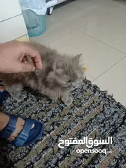  13 Persian cat