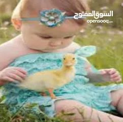  30 بطبوط بطه صوص مطعم    ا