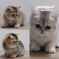  1 Kittens British Short Hair - كتنز برتش شورت هير