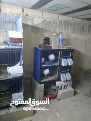  3 حمام فرنسي نخب الله يبارك