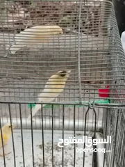  9 طيور كناري