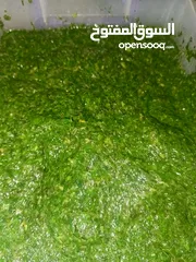  2 ملوخيه وورق عنب وفول وفاصوليا وسبانخ وخضار فروزن