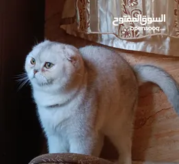  9 بسم الله ماشاءالله لعشاق االبيور متاح  ذكر سكوتش تربل فولد سيلڤر شيدد مستوى عالي  من اب أصوله مسجله