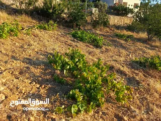  4 ارض للبيع في عجلون/ عنجرة منطقة أبو حاطوم مقابل مطحنة ابو نصير