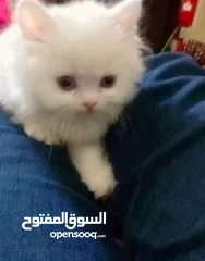  11 بسه شيرازيه للبيع عمرها تقريبا شهر