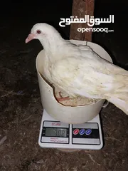  1 متاح حمام لاحم فرنسي بيور