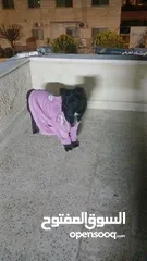  2 انثا رويل بلاك العمر 6 اشهر للبيع