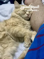  4 Persian cat