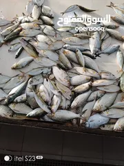  7 سمك طازج  حسب الطلب