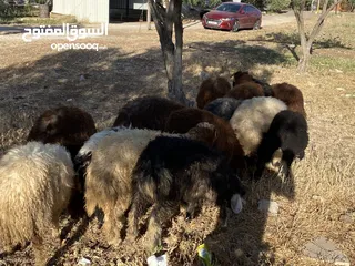  6 خرفان بلدي للبيع