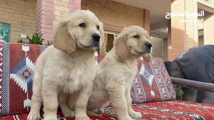  7 For Sale Puppies Golden Retriever للبيع جولدن ريتريڤر بيور - العمر شهرين