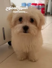  1 Maltese puppy