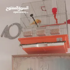  7 عصافير كناري