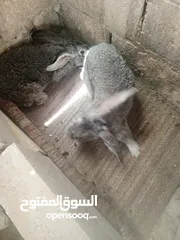  2 جوز ارانب الماني للبيع بسعر مغري جدا