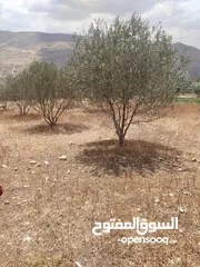  3 بيع قطعة ارض
