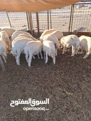  1 للبيع طليان ورخال حرية وتيوس وجفار عواض للمناسبات
