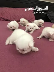  6 Parsian cat baby