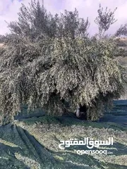  3 قطف ثمار الزيتون