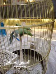 7 ببغاء دره العمر سنه