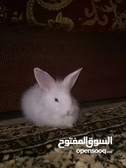  14 rabbit&bunny ارانب