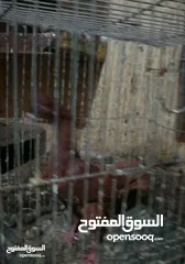  1 موجود زغاليل للاكل