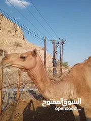  4 ناقه للبيع