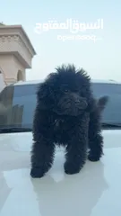  1 3 Month Male mini poodle