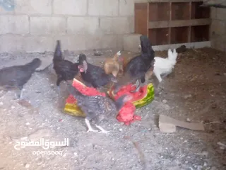  1 فرخات للبيع