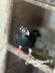  5 حمام مشكل أجنبي وبلدي بسعر حرق