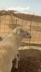  2 المبارك للذبائح