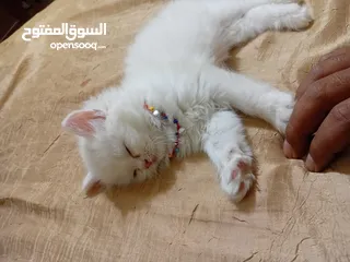  4 بسه شيرازيه للبيع عمرها تقريبا شهر