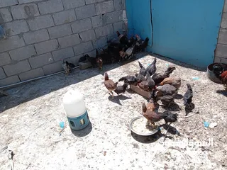  1 كوم دجاج للبيع