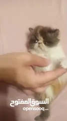  4 بيرشن  للبيع شهر ونص