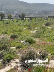  1 بيرين صروت 3400م تصلح لمزرعه مشكيه من جهتين عاليه كاشفه اجمل مواقع حوض مرج الاصفر شارع معبد خدمات