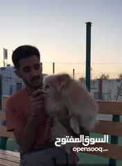  2 مركز تدريب كلاب بت زون