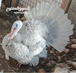  1 4 صيصان حبش المنيوم العمر 4 ايام