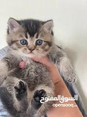  28 Ns11 British ny24 British and Scottish fold