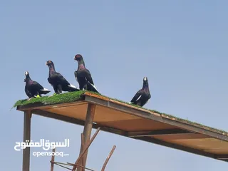  3 5 حبات مساويد واحد مخلف و 2 بواقي 8 ومجاريد و 2 مش مجاريد