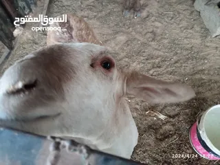  7 خروف سوداني للبيع مش مبدل