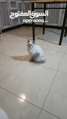  7 قطه هملايا انثى للبيع عمر ثلاث شهور  أكثير لعوبه حنونه مسليه نظيف جدا متعوده على البوكس مدربه