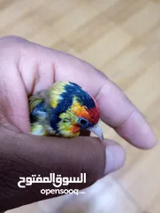  7 حسون كلاسك اصفر مايور حجل 24