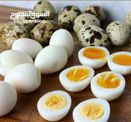  25 بيع السمان او الفري و لحم فري طازج و بيض فري