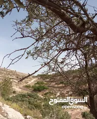  1 أرض للبيع في الخليل / دورا