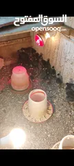  2 صيصان بلدي وابو رقيبه