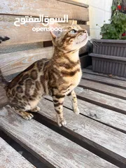  2 Bengal cat